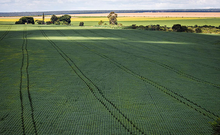 El Niño prejudica produtividade da soja no Cerrado: EMBRAPA