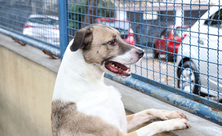 Festas podem colocar em risco os cães. Dê atenção especial.