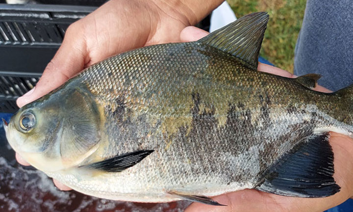 EMBRAPA denuncia contágio de salmonella em criatórios  de peixes do Centro-Oeste