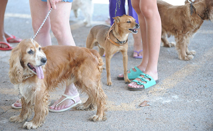 Lei obriga fazer Cadastro de Animais Domésticos no Brasil
