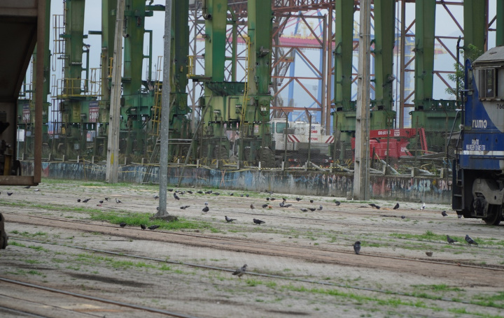 Porto de Santos conclui primeira contagem de pombos que dão prejuízo
