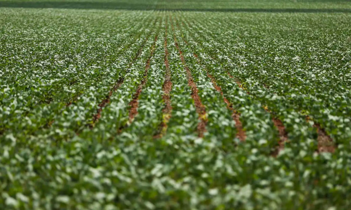 Socorro aos agricultores endividados ainda tem impasse