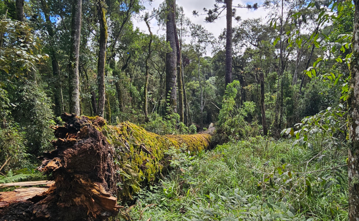 Caiu um dos maiores pinheiros do Brasil, em Caçador, Santa Catarina