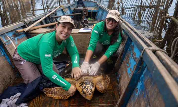 Tartarugas-cabeçudas estão voltando à Baía de Guanabara, informam pesquisadores