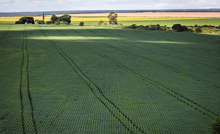 Seguro agrícola dobra prazo para aprovação e exclui burocracia