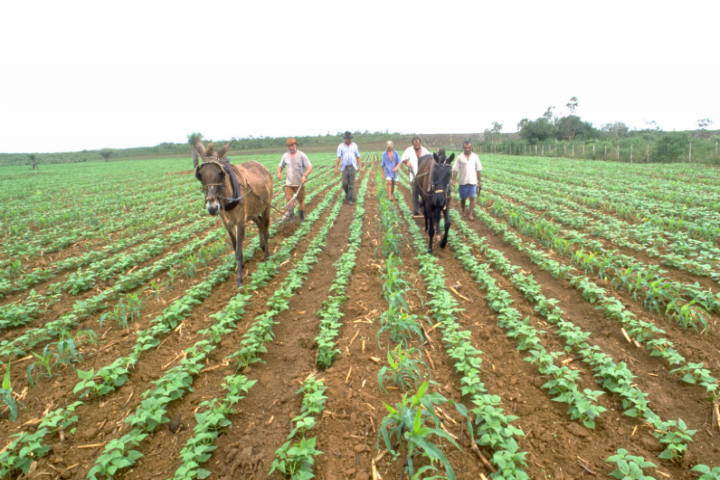PRONAF, agricultores familiares tem mais 1 ano para renovar